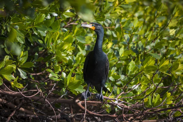 Double-crested cormorant Phalacrocorax auritus — Stock Photo, Image