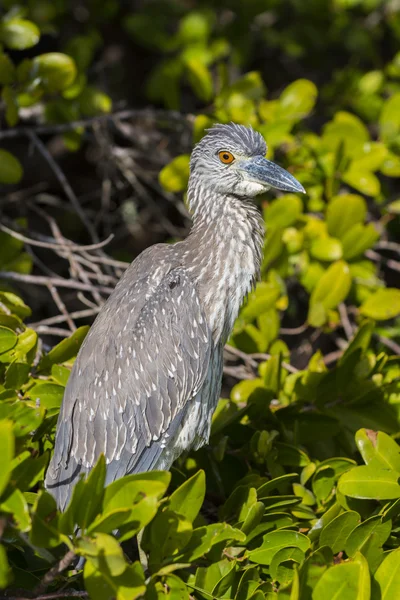 Yellow-crowned Night Heron — Stock Photo, Image