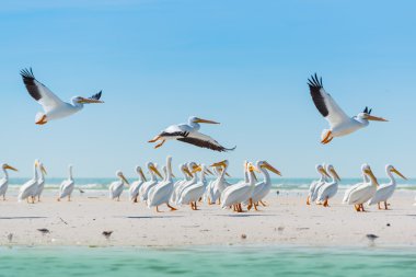 Beyaz Pelikan Florida plaj kapalı alarak