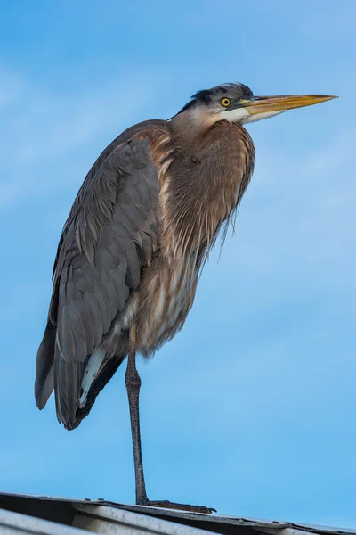 Heron on the Roof — Stock Photo, Image
