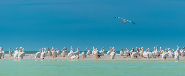 White Pelicans Colony Florida's Wildlife — Stock Photo, Image