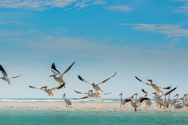 White Pelicans taking off of Florida's Beach
