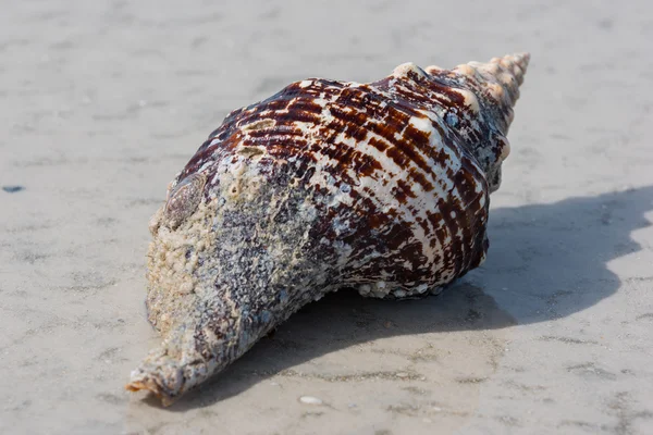 Grande coquille de conque sur la plage — Photo