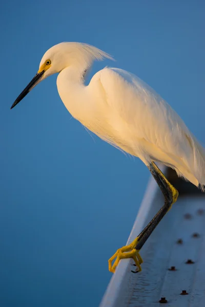 White Egret on the roof — Stock Photo, Image