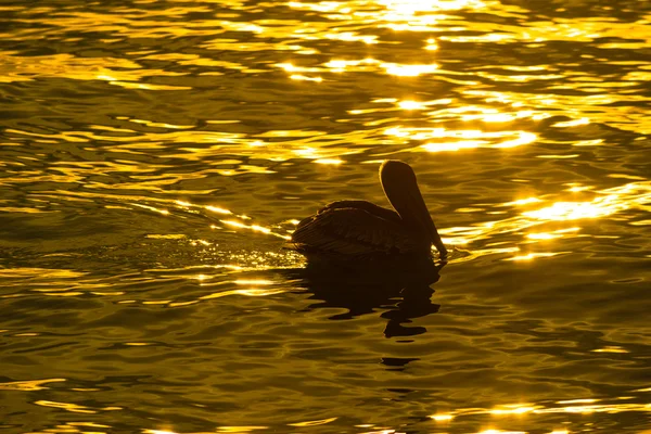 Brown Pelican Bird at Sunset — Stock Photo, Image