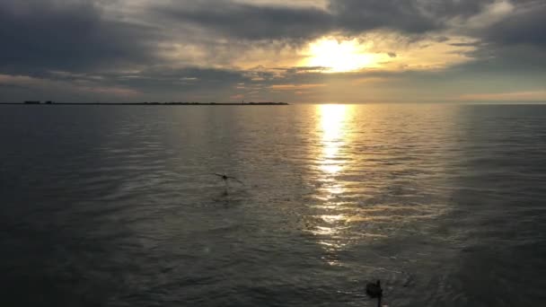 Pelikaan Landing op het water vogels van Florida — Stockvideo