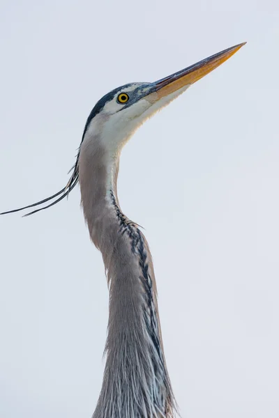 Great Blue Heron Close-up — Stock Photo, Image