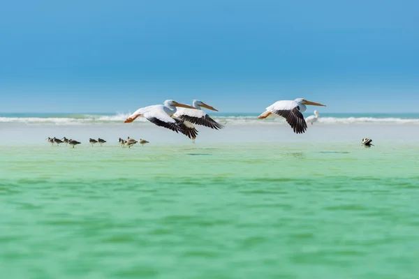 Pelicanos da vida selvagem da Flórida voando sobre Willets — Fotografia de Stock
