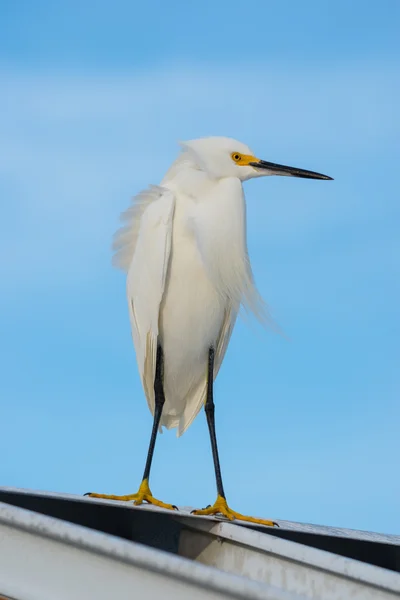 White Egret on the roof — Stock Photo, Image