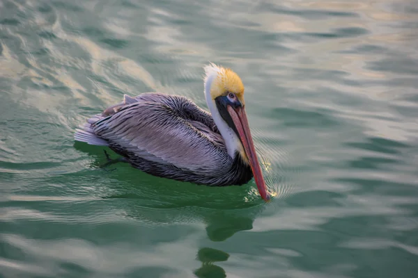 Brown Pelican in the water — Stock Photo, Image