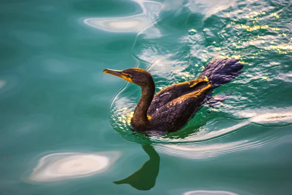 Cormorano in acqua — Foto Stock