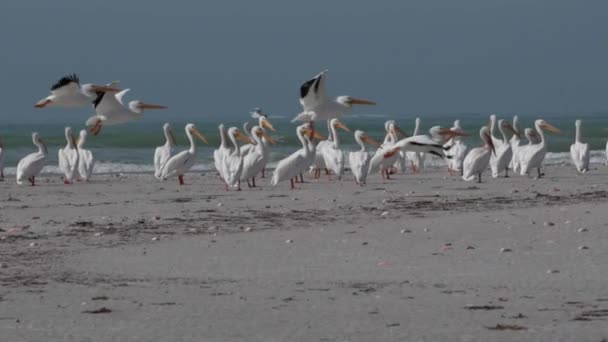 Pelicano branco colônia de aves da Flórida — Vídeo de Stock