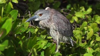 Sarı taçlı gece balıkçılı profil yakın çekim