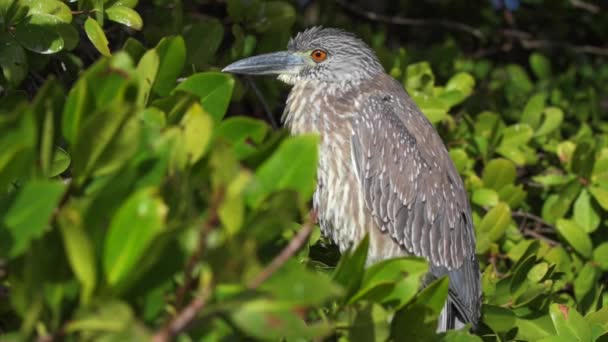 Yellow-crowned Night Heron Profile Close-up — Stock Video