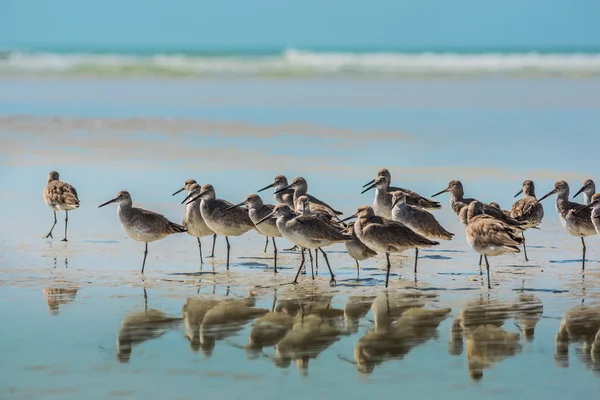 Willet aves da Flórida — Fotografia de Stock