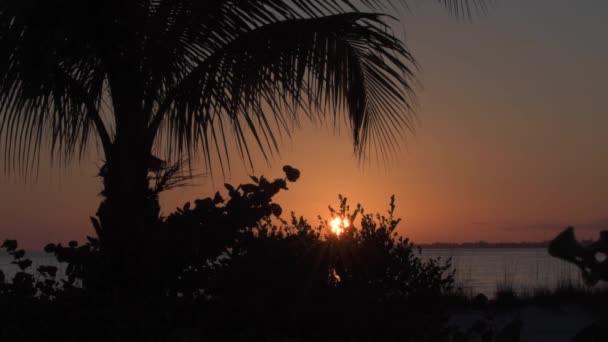 Palmy o zachodzie słońca — Wideo stockowe