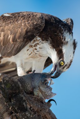 Osprey balık Pandion haliaetus ile de denilen balık eagle veya s