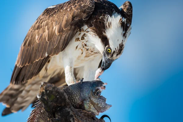 Osprey met vis Pandion haliaetus ook wel zeearend s — Stockfoto