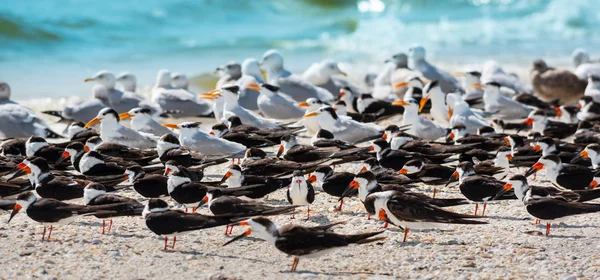 Tärnor och måsar på stranden — Stockfoto