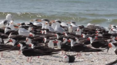 Kırlangıçlar Skimmers ve sahildeki martılar.