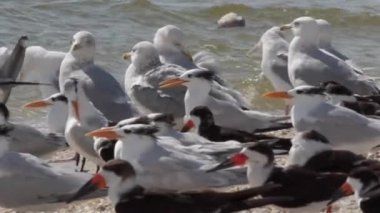 Kırlangıçlar Skimmers ve sahildeki martılar.