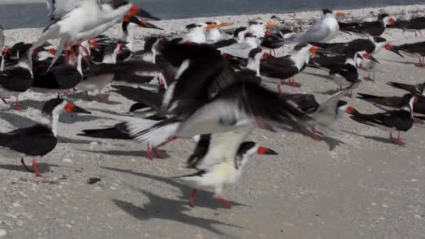 Skimmers γλαρόνια και γλάροι στην παραλία. — Αρχείο Βίντεο