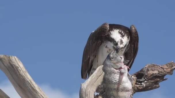 Osprey com peixe Pandion haliaetus também chamado de peixe águia ou falcão-do-mar close-up — Vídeo de Stock