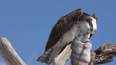 Osprey Pandion balık haliaetus ile balık eagle veya deniz Şahin yakın çekim olarak da bilinir