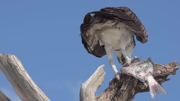 Osprey con pescado Pandion haliaetus también llamado pez águila o halcón de mar primer plano — Vídeo de stock