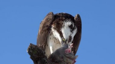 Osprey Pandion balık haliaetus ile balık eagle veya deniz Şahin yakın çekim olarak da bilinir