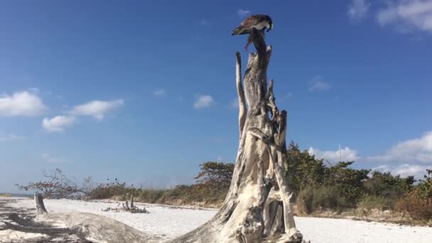 Osprey with Fish feeding egret Pandion haliaetus also called fish eagle or  sea hawk — Stock Video