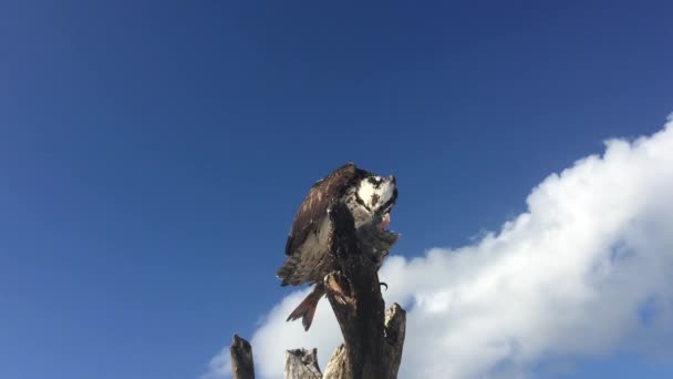 Osprey з Fish Pandion Haliaetus також називають рибним орлом або морським яструбом крупним планом — стокове відео