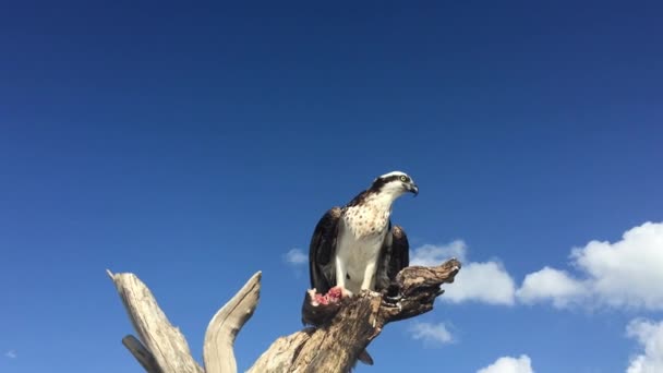 Osprey com peixe Pandion haliaetus também chamado de peixe águia ou falcão-do-mar close-up — Vídeo de Stock