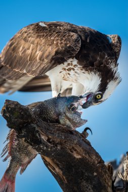  Osprey balık Pandion haliaetus ile de denilen balık eagle veya s