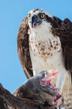  Osprey balık Pandion haliaetus ile de denilen balık eagle veya s
