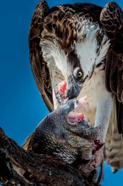  Osprey balık Pandion haliaetus ile de denilen balık eagle veya s