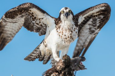  Osprey balık Pandion haliaetus ile de denilen balık eagle veya s