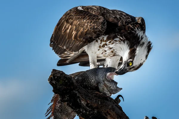 Osprey met vis Pandion haliaetus ook wel zeearend s — Stockfoto