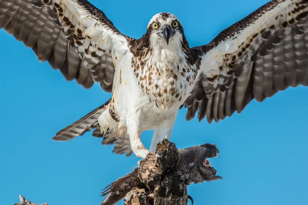 Balbuzard pêcheur Pandion haliaetus aussi appelé aigle pêcheur ou s — Photo