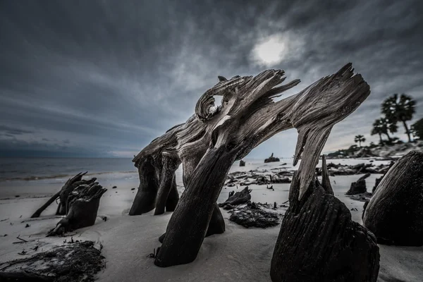 Dramatische Wolken Zypressenbaum Wurzeln Carabelle Strand Florida — Stockfoto