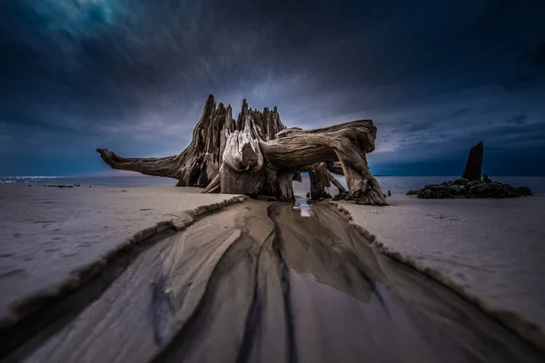 Dramatic Clouds Cypress Tree roots Carabelle Beach Florida — Stock Photo, Image