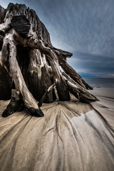 Dramatic Clouds Cypress Tree roots Carabelle Beach Florida — Stock Photo, Image