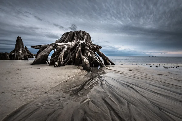 Kum dalgaları dramatik bulutlar selvi ağacı Carabelle Beach Fl kökleri