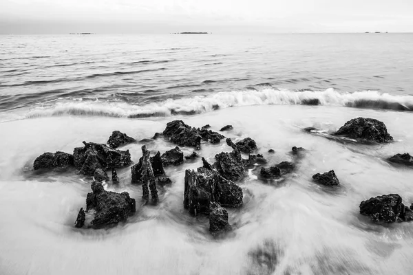 Raízes de cipreste Carabelle Beach Florida Preto e Branco — Fotografia de Stock