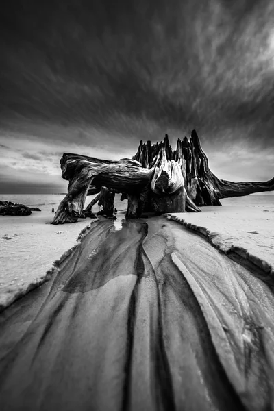 Dramatic Clouds Cypress Tree roots Carabelle Beach Florida Black Stock Photo