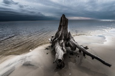 Dramatik bulutlar selvi ağacı Carabelle Beach Florida kökleri