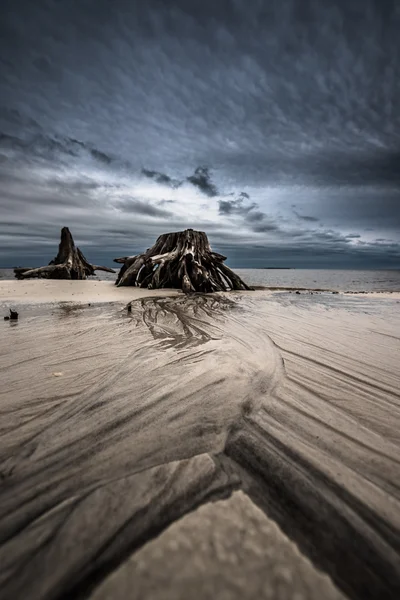Άμμο κύματα δραματική σύννεφα κυπαρίσσι ρίζες Carabelle Beach Fl — Φωτογραφία Αρχείου