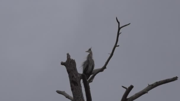 Twee grote blauwe reigers — Stockvideo