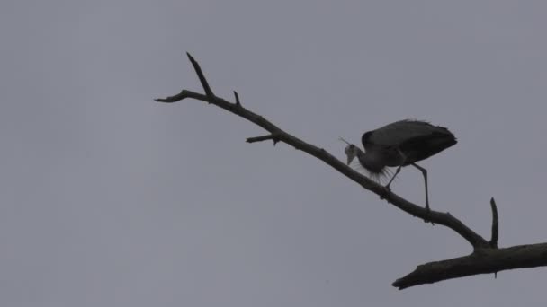 Gran Garza Azul — Vídeo de stock