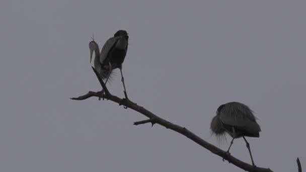İki büyük Herons mavi — Stok video